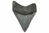 Fossil Megalodon Tooth - Georgia #338715-1